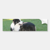 Aussie Shepherd Bumperstickers (Voorkant)