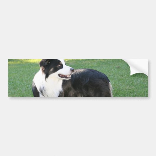 Aussie Shepherd Bumperstickers (Voorkant)