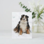 Aussie Shepherd Dog in Snow Briefkaart (Staand voorkant)