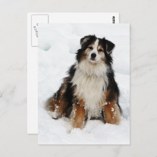 Aussie Shepherd Dog in Snow Briefkaart (Voorkant / Achterkant)