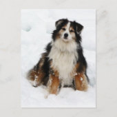 Aussie Shepherd Dog in Snow Briefkaart (Voorkant)