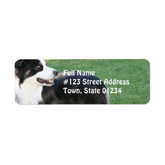 Aussie Shepherd retouradres Verzendlabels Etiket (Voorkant)