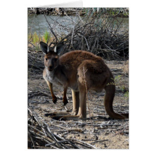 Aussie Struik Kangaroo