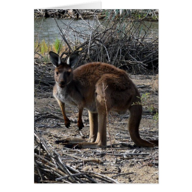 Aussie Struik Kangaroo (Voorkant)