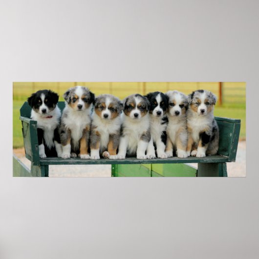 Aussie Wagon Fun Poster (Voorkant)