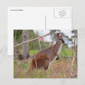 aussie wallaby briefkaart (Voorkant / Achterkant)