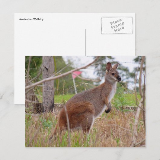 aussie wallaby briefkaart (Voorkant / Achterkant)