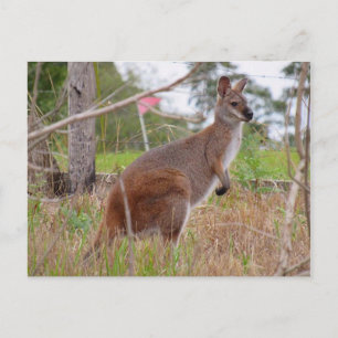 aussie wallaby briefkaart