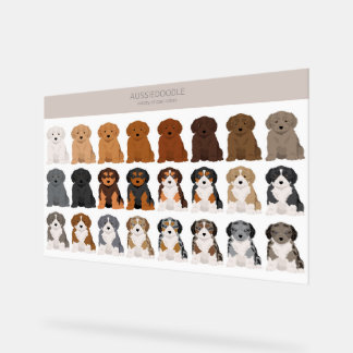 Aussiedoodle dog mix acryl bord