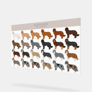 Aussiedoodle hondenmix acryl bord