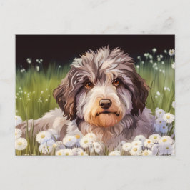 Aussiedoodle mit Gänseblümchen Briefkaart