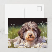 Aussiedoodle mit Gänseblümchen Briefkaart (Voorkant / Achterkant)