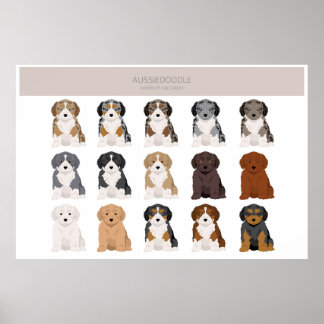 Aussiedoodle puppyvacht kleuren poster