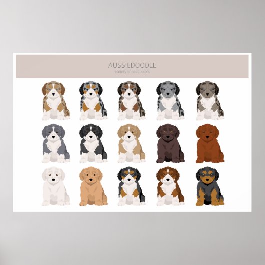 Aussiedoodle puppyvacht kleuren poster (Voorkant)