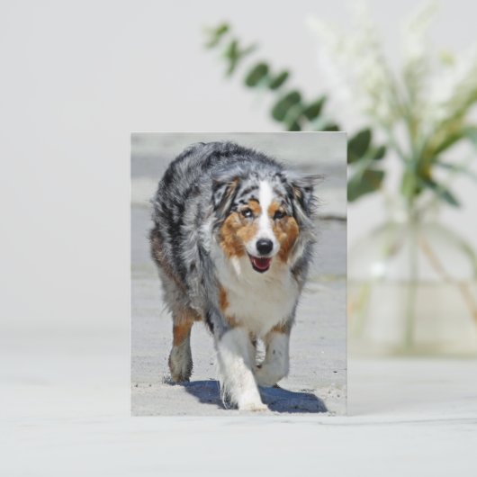 Aussies - 1e dag van de zomerkraam briefkaart (Staand voorkant)