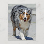 Aussies - 1e dag van de zomerkraam briefkaart (Voorkant)