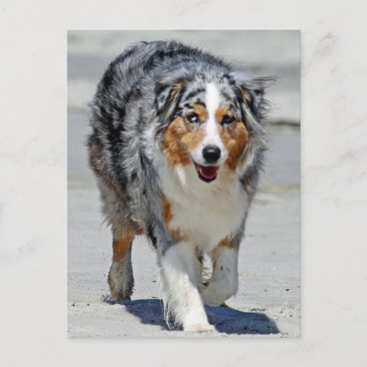 Aussies - 1e dag van de zomerkraam briefkaart (Voorkant)