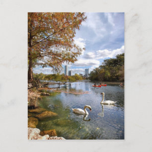 Austin, Texas Barton Creek/Ladybird Lake Swans Briefkaart