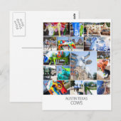 Austin Texas Cows Briefkaart (Voorkant / Achterkant)