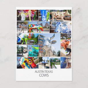Austin Texas Cows Briefkaart