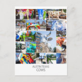 Austin Texas Cows Briefkaart (Voorkant)