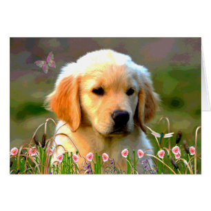 Austin The Golden Labrador