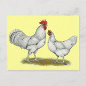 Austra White Chickens Briefkaart (Voorkant)