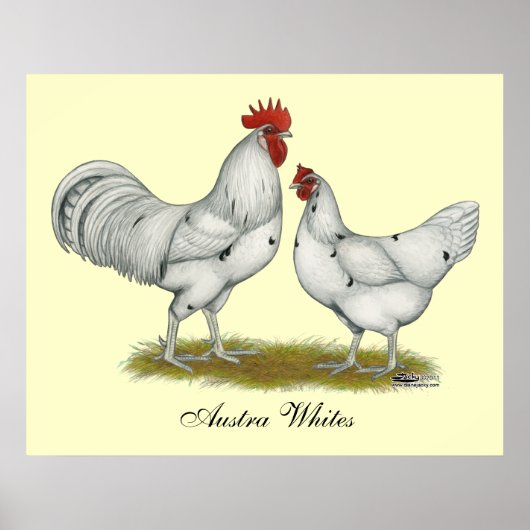 Austra White Chickens Poster (Voorkant)