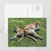 Australia Cute Wallaby Briefkaart (Voorkant / Achterkant)