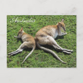 Australia Cute Wallaby Briefkaart (Voorkant)