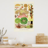 Australia  Great Barrier Reef Poster (Keuken)