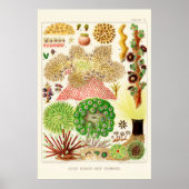 Australia  Great Barrier Reef Poster (Voorkant)