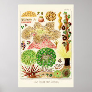 Australia  Great Barrier Reef Poster