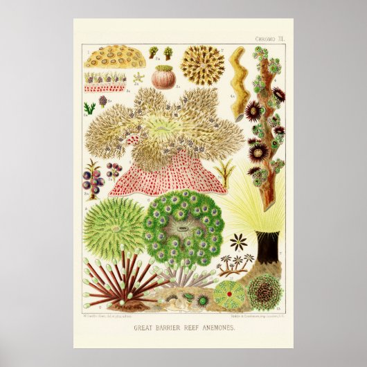 Australia  Great Barrier Reef Poster (Voorkant)