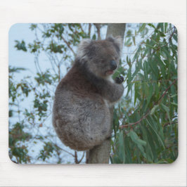 Australia Kangaroo Island Cute Koala in een boom Muismat
