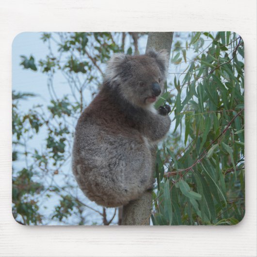 Australia Kangaroo Island Cute Koala in een boom Muismat (Voorkant)