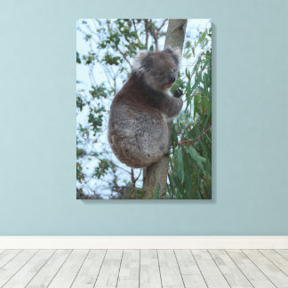 Australia Kangaroo Island Koala in a Tree Canvas Afdruk