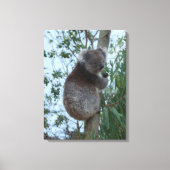 Australia Kangaroo Island Koala in a Tree Canvas Afdruk (Voorkant)