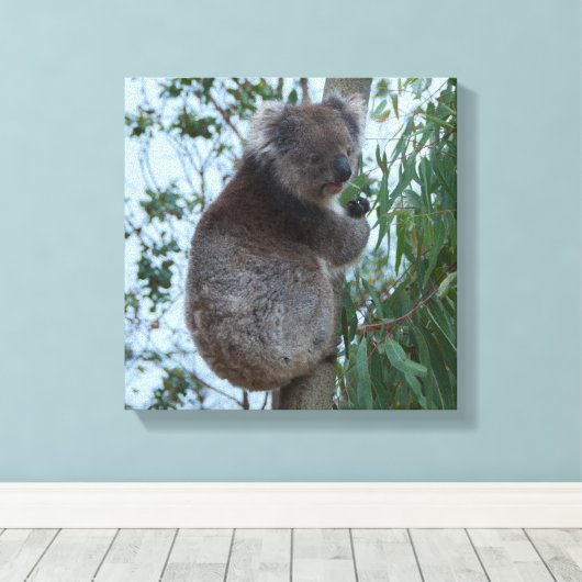 Australia Kangaroo Island Koala in een boom Canvas Afdruk (Insitu (Houten vloer))