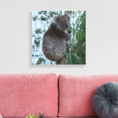 Australia Kangaroo Island Koala in een boom Canvas Afdruk (Insitu (Woonkamer))