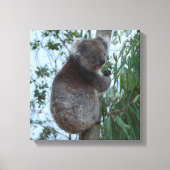 Australia Kangaroo Island Koala in een boom Canvas Afdruk (Voorkant)