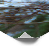 Australia Kangaroo Island Koala in een boom Poster (Hoek)