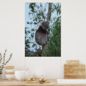 Australia Kangaroo Island Koala in een boom Poster (Keuken)