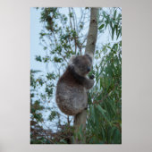Australia Kangaroo Island Koala in een boom Poster (Voorkant)