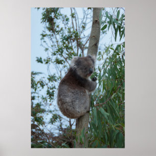 Australia Kangaroo Island Koala in een boom Poster