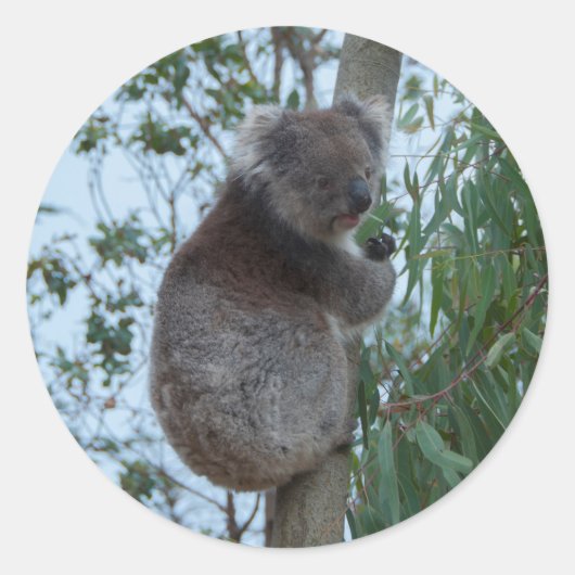 Australia Kangaroo Island Koala in een boom Ronde Sticker (Voorkant)