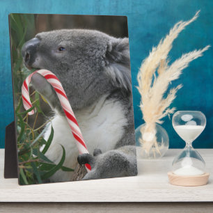 Australia KerstKoala Beer Fotoplaat