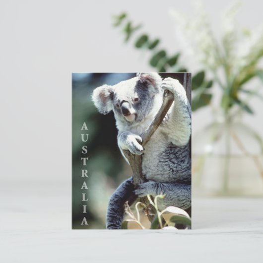 Australia Koala Beer Briefkaart (Staand voorkant)