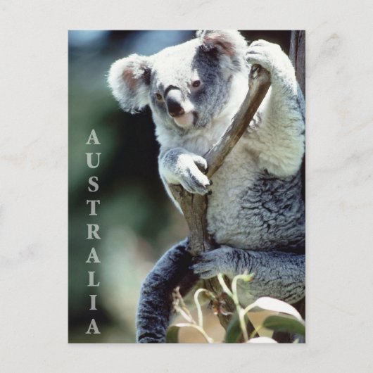 Australia Koala Beer Briefkaart (Voorkant)
