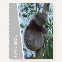Australia Koala in a Eucalyptus Tree (zilver)